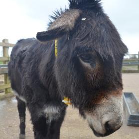 Spice gered door The Donkey Sanctuary