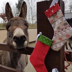 Fijne kerstdagen en een mooie jaarwisseling!