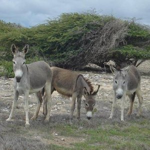 Nieuwe hoop voor de wilde ezels op bonaire