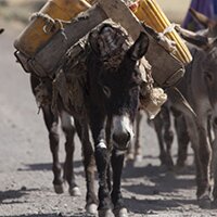 Verenigde Naties roepen op tot bescherming van ezels!