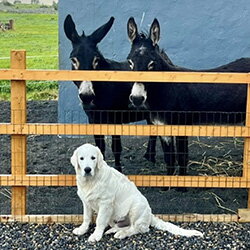Vrienden: voor altijd, waar dan ook