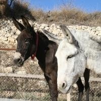 Ezels in nood in Cyprus | The Donkey Sanctuary