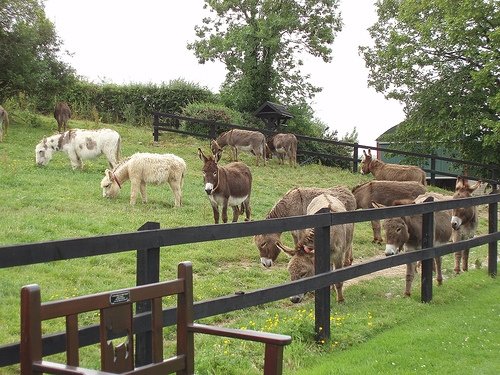 Ezels in Ierland in Nood - The Donkey Sanctuary