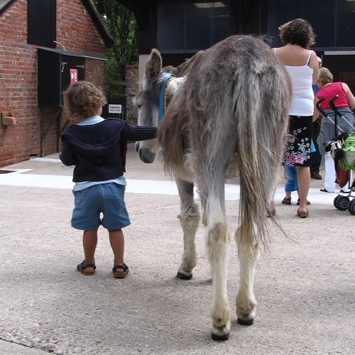 kind wandelt met ezel