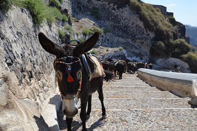 Dieren Helpen The Donkey Sanctuary