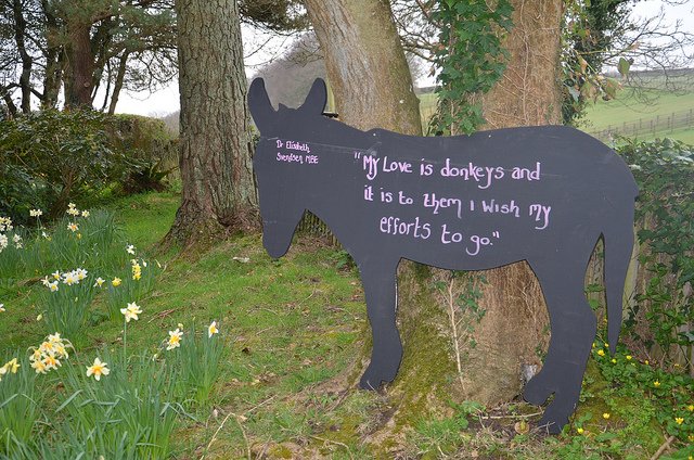 Dieren steunen De donkey Sanctuary