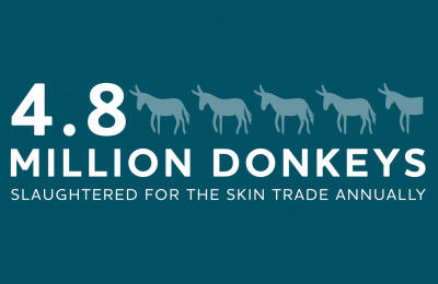 statistiek ezel huid handel