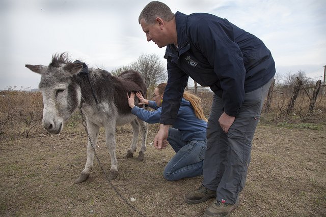 Donkey Recue The Donkey Sanctuary