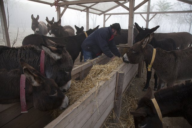 Ezel adopteren The Donkey Sanctuary