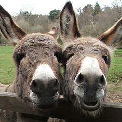 De Ezel opvang van de Donkey Sanctuary is in bijna heel de wereld bekend!