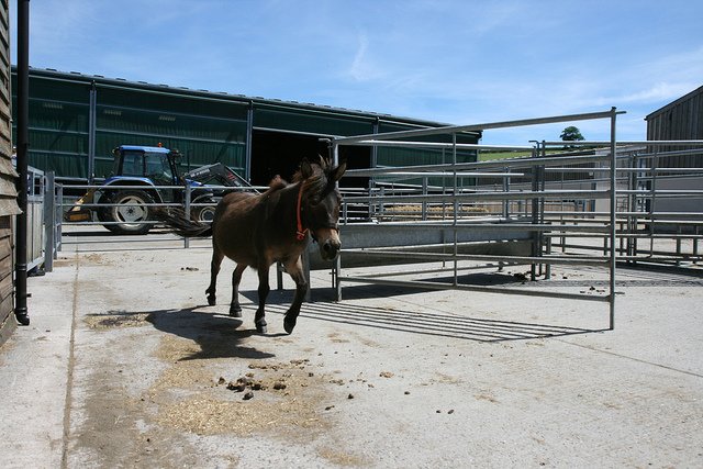 Ezelopvang Donkey Sanctuary 