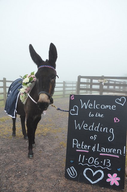 Goede doelen voor muil dieren en ezels De Donkey Sanctuary