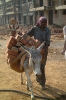 Help mee in de strijd tegen ezel mishandeling Ezel in nood - Donkey Sanctuary