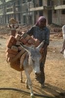 Ezel in nood - Donkey Sanctuary