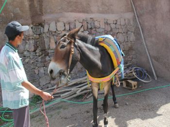 Mishandeling ezel voorbeeld The Donkey Sanctuary