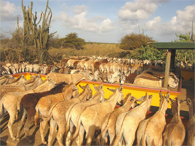 Wereldwijde ezelhulp Donkey Sanctuary