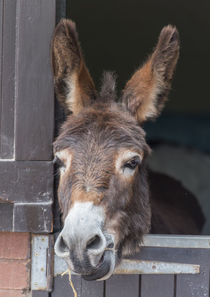 De aanschaf van een ezel Donkey Sanctuary 