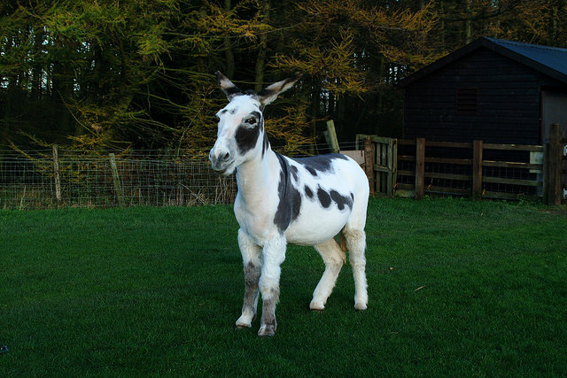 De aanschaf van een ezel Donkey Sanctuary 