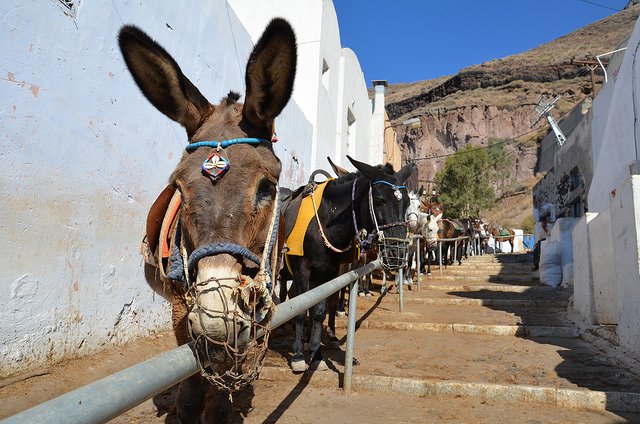 Dieren Mishandeling The Donkey Sanctuary