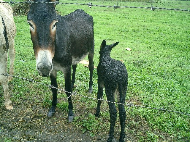 Stop Dierenleed Help The Donkey Sanctuary