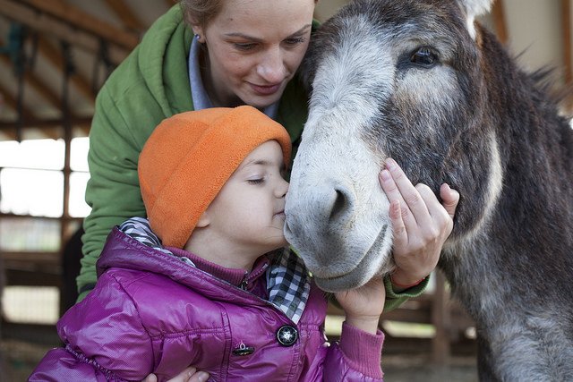 Doneren Goed doel The Donkey Sanctuary