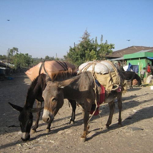 Donkey Ezels in Ethiopie