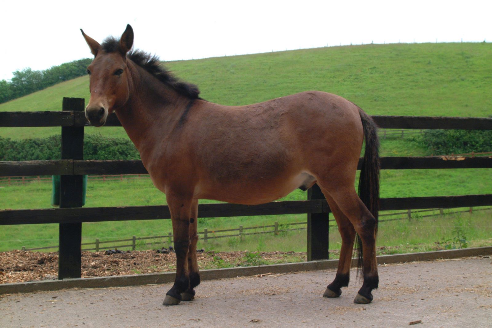 Wat is een muildier The Donkey Sanctuary