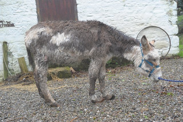 Ezel mishandeling The Donkey Sanctuary