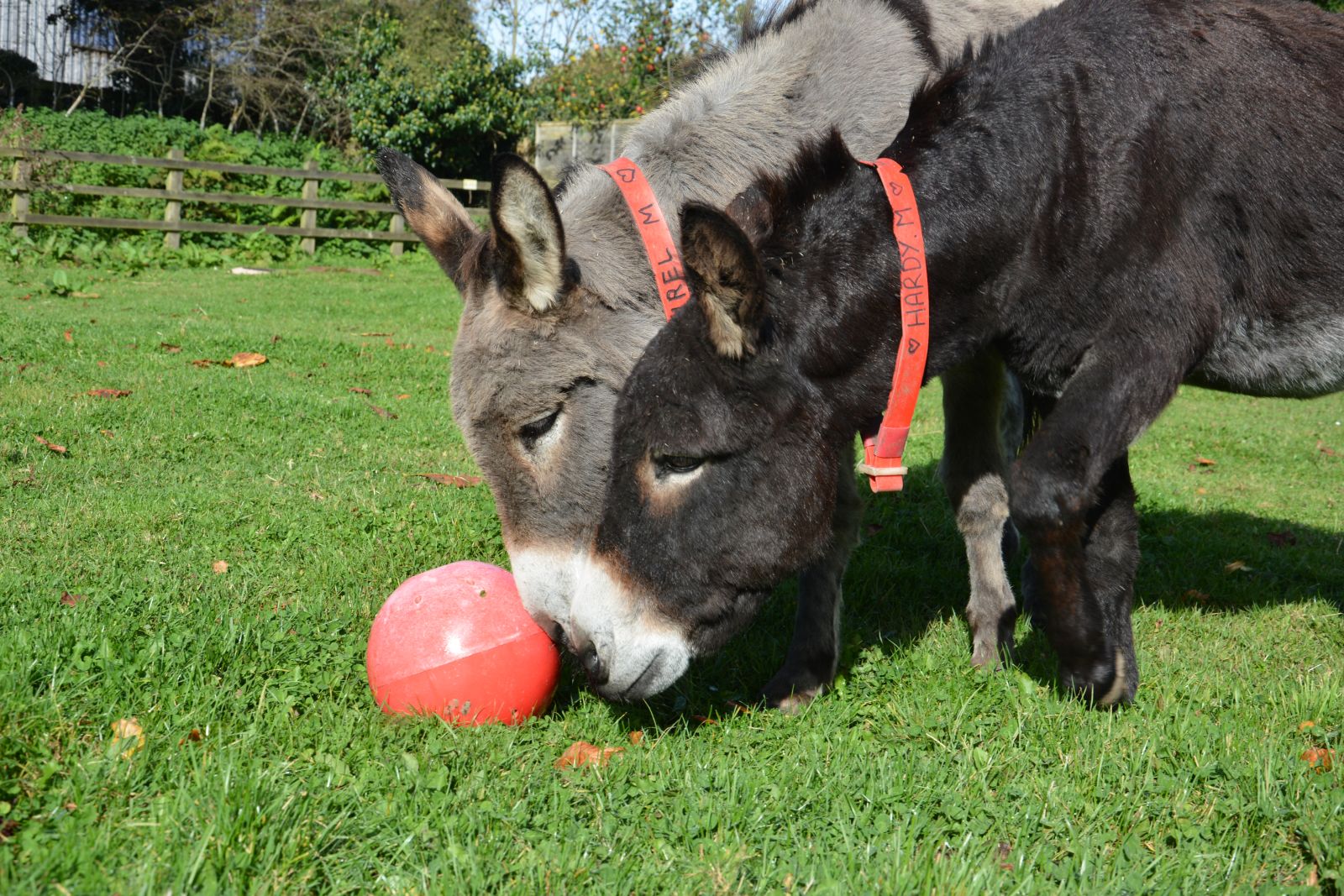 Ezels en muilderen wat is het verschil? The Donkey Sanctuary 