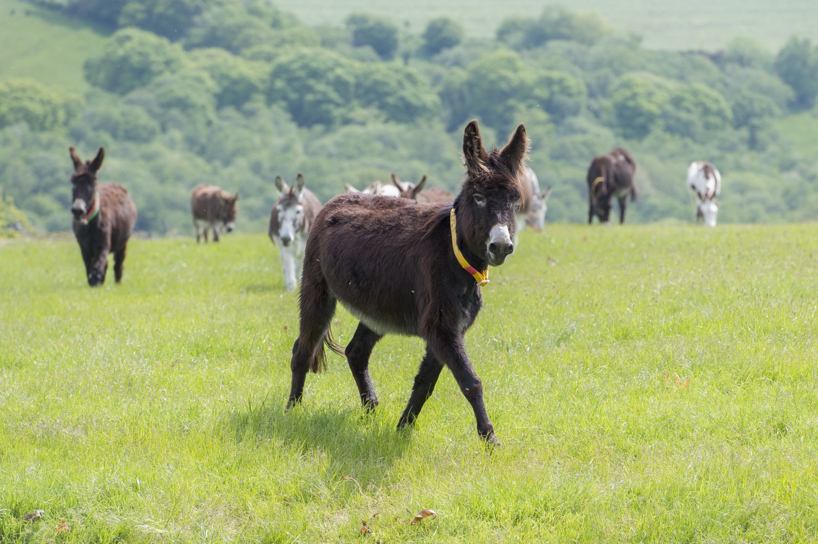 geschiedenis ezel donkey sanctuary