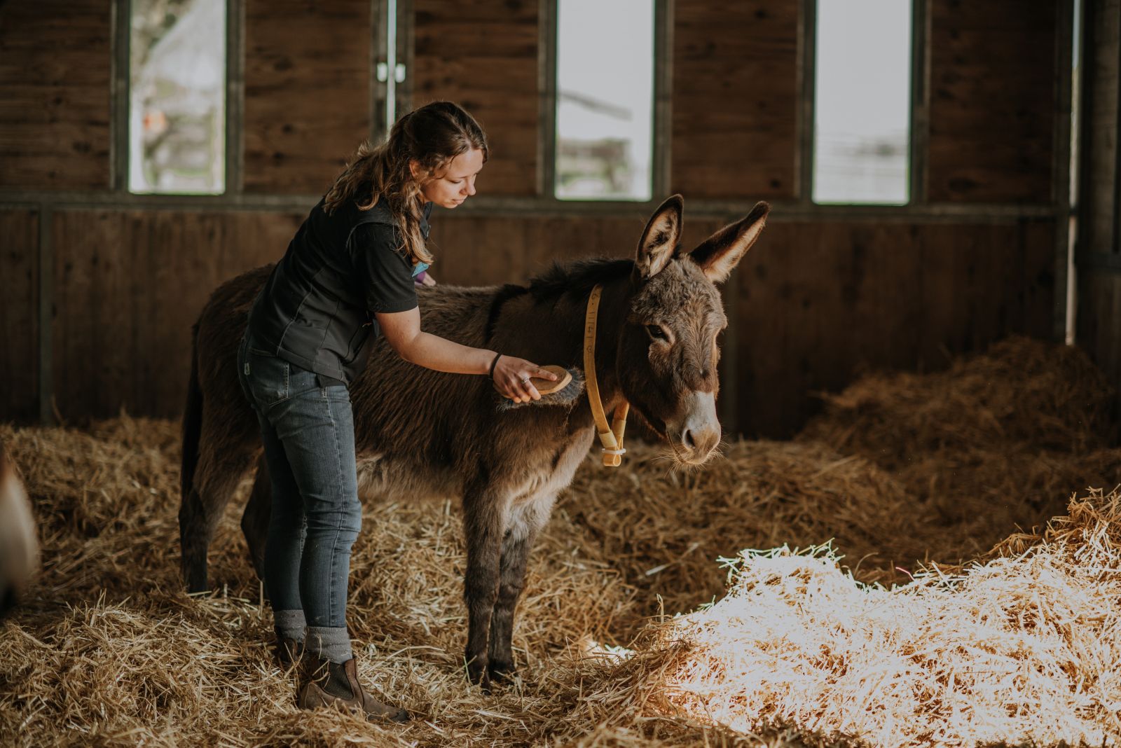 kenmerken van een ezel Donkey Sanctuary 