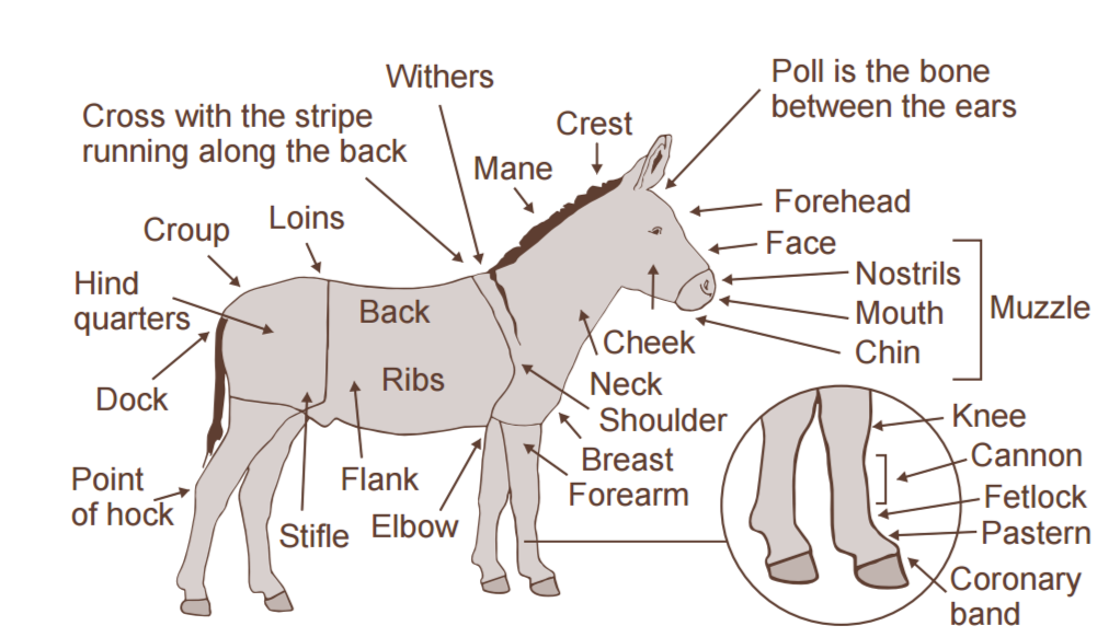 Kenmerken van een ezel Donkey Sanctuary 