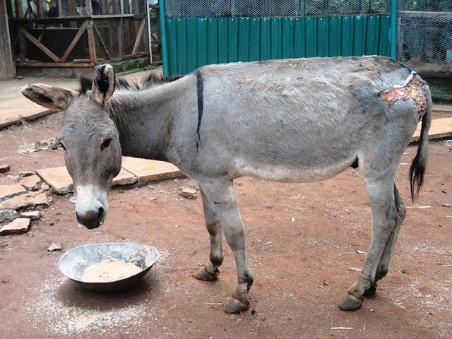 Mishandelde dieren The Donkey Sanctuary