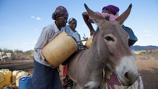 The Donkey Sanctuary - ezels zijn goed voor het milieu