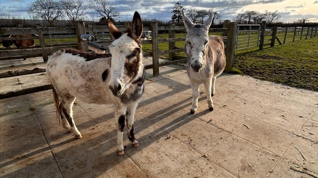 Paarvorming ezels Ashley en Christian