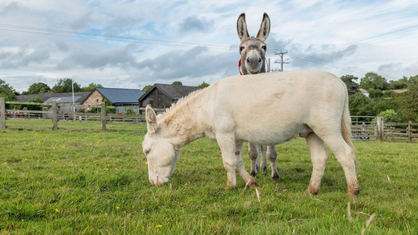 Paarvorming ezels Peanut en Maverick