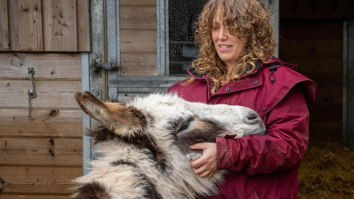 student met ezel bij The Donkey Sanctuary