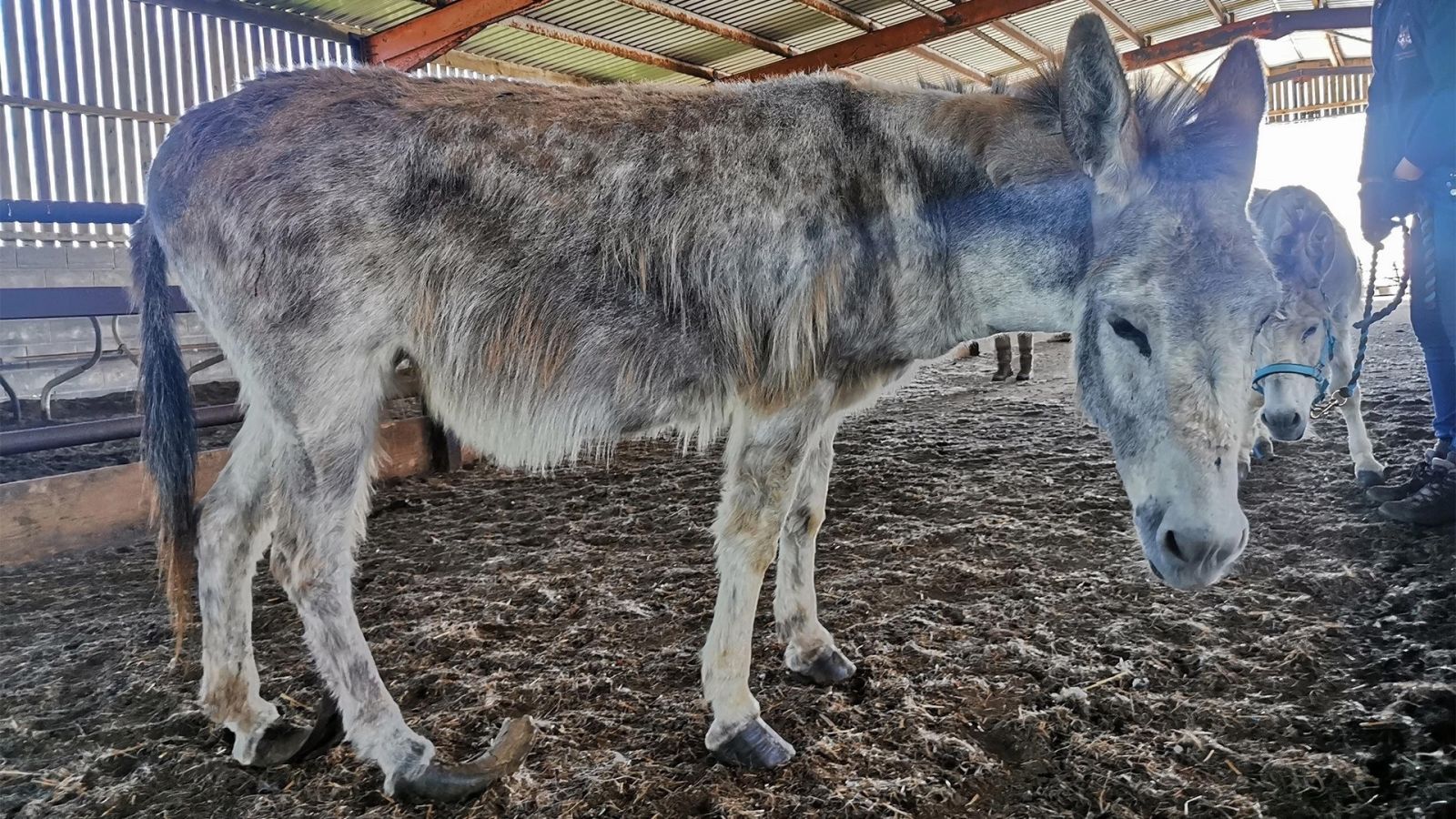 Isla - The Donkey Sanctuary