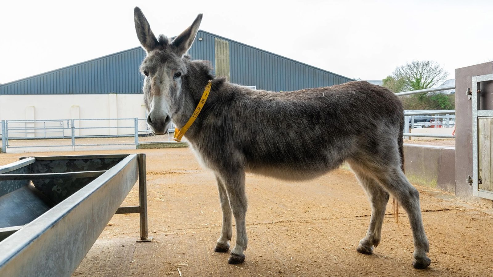 Isla nu - The Donkey Sanctuary