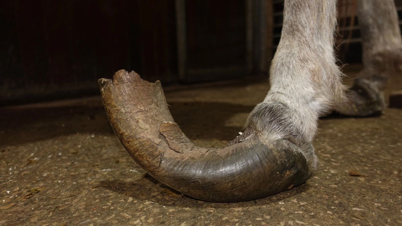 Isla vergroeide hoeven - The Donkey Sanctuary