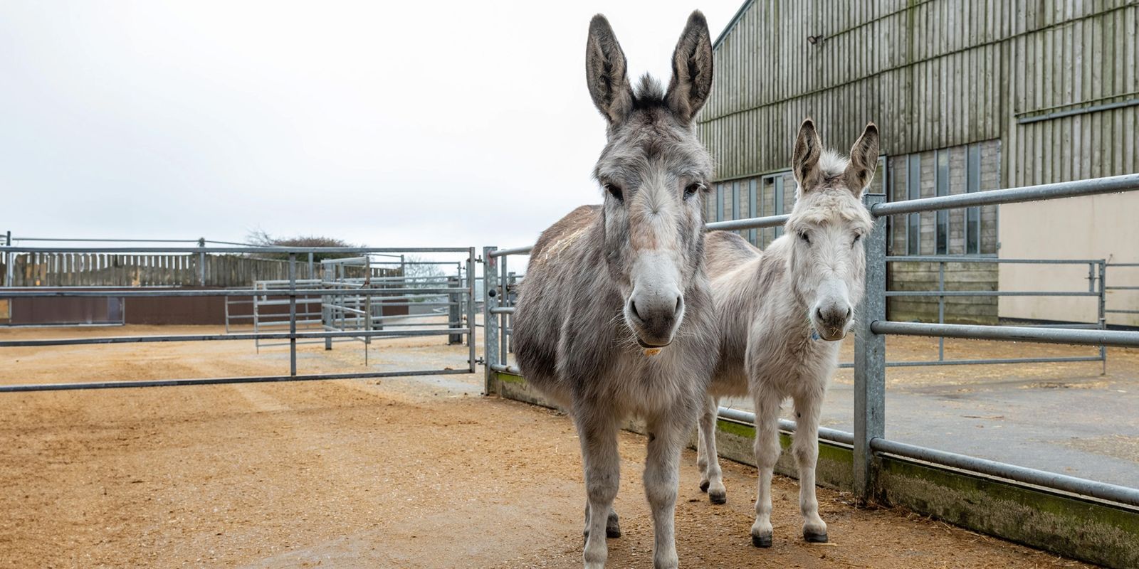 Isla - The Donkey Sanctuary
