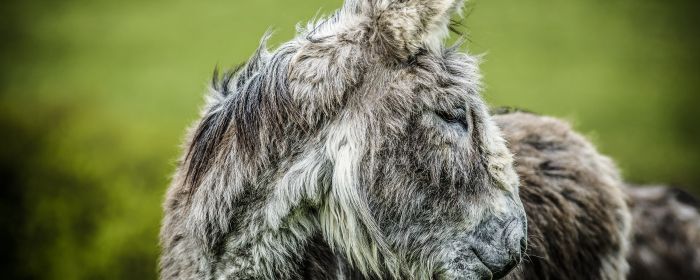 ezel met teveel vacht