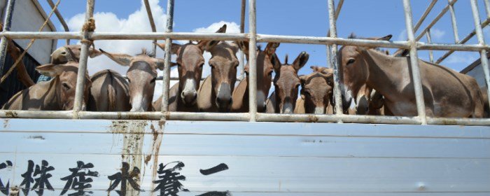 donkey sanctuary stop het stropen