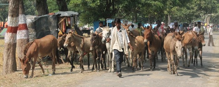 bevrijde ezels door donkey