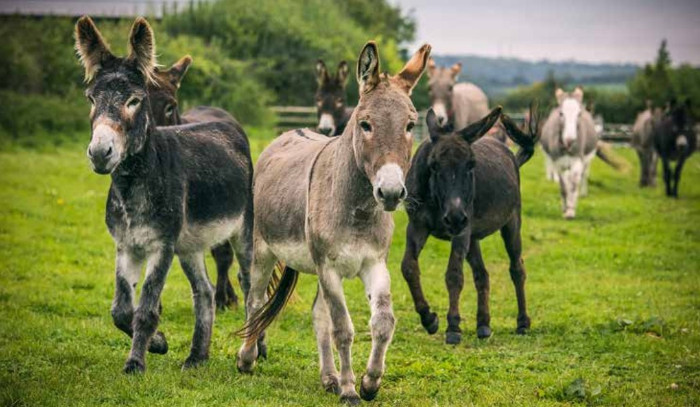 donkey sanctuary in de wei