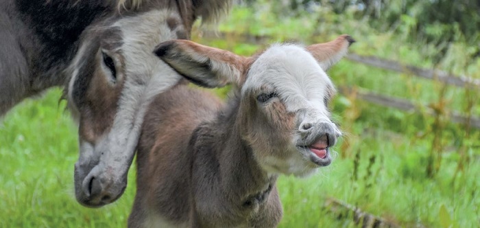 donkey sanctuary nieuwsbrief 2 2018 geredde ezels