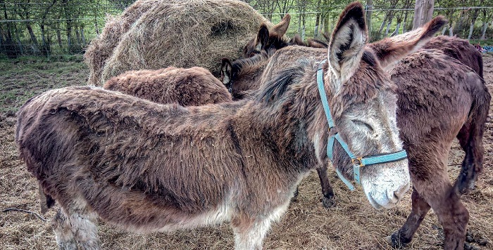 donkey sanctuary nieuwsbrief 2 2018 geredde ezels