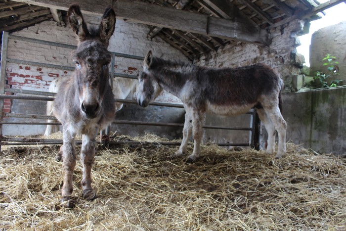 twee ezels in de stal