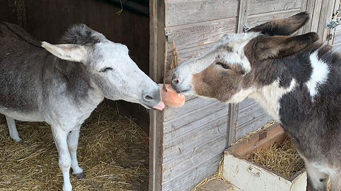 twee ezels in de stal