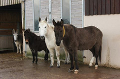 Stalonderhoud van ezels Donkey Sanctuary 